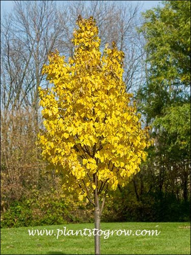 I planted this tree about 3 years ago and this year it had spectacular fall color